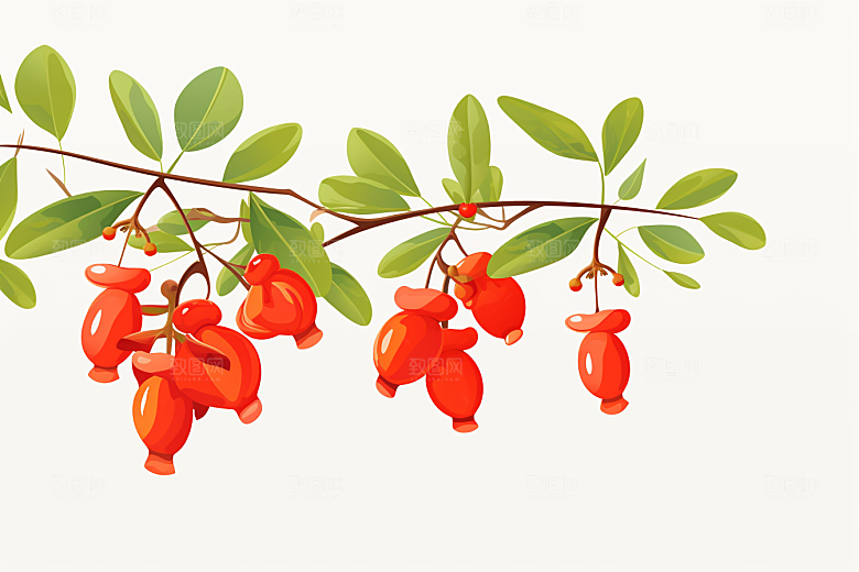 枸杞植物中药材插画