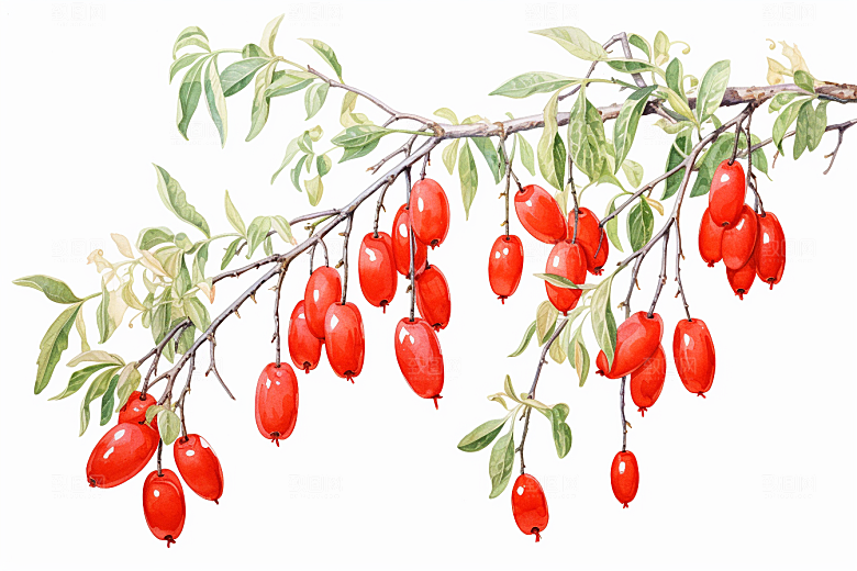 枸杞保健手绘插画