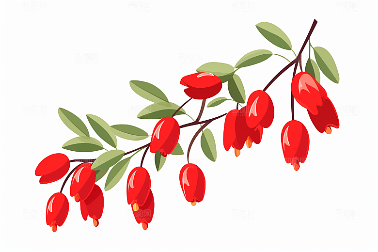 枸杞健康手绘插画