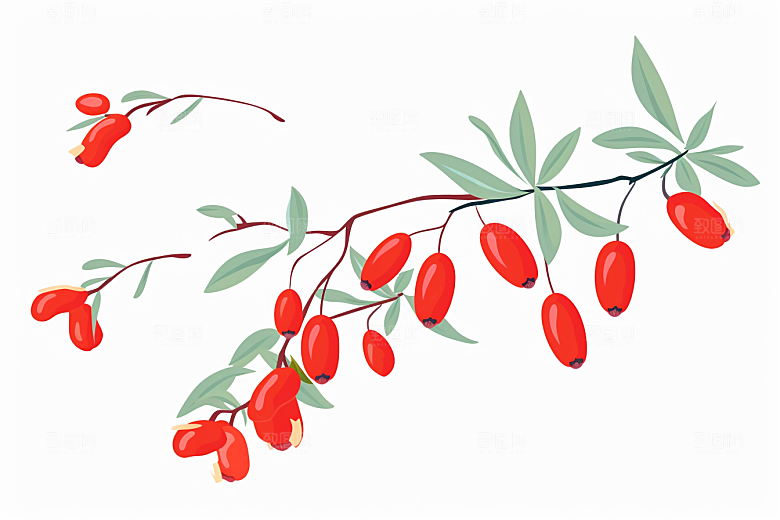 枸杞中草药中药材插画