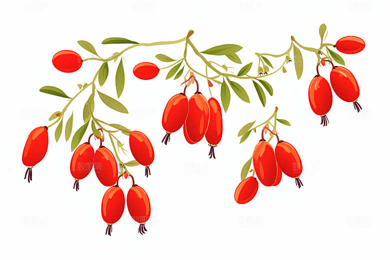 枸杞中药材药方插画