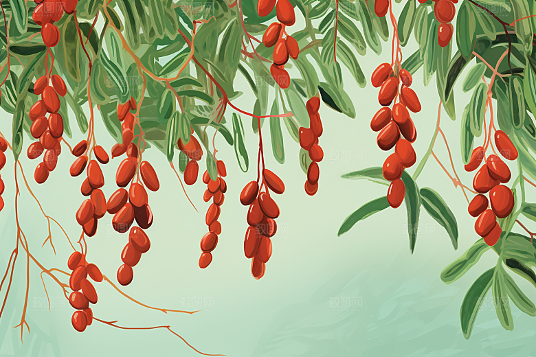 枸杞中医中草药插画