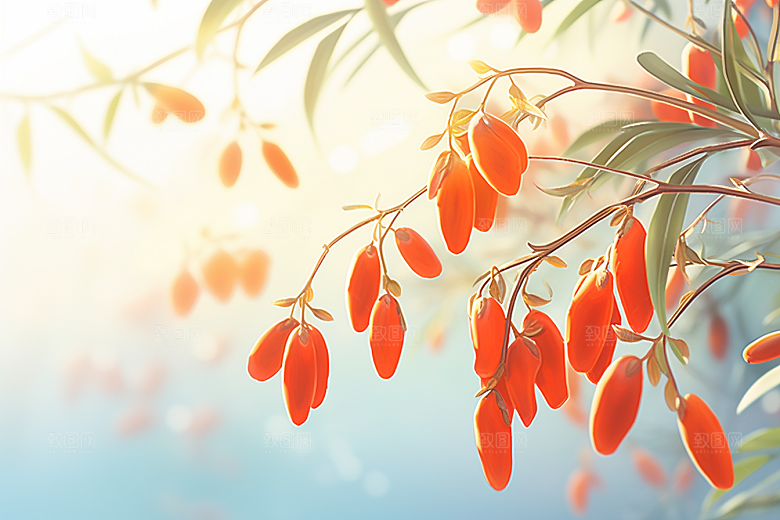 枸杞医疗健康插画