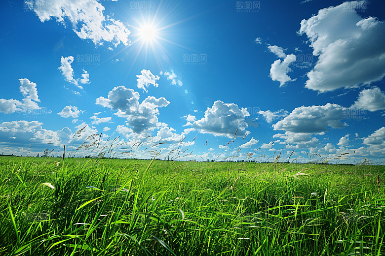 狗尾巴草夏季夏天摄影图