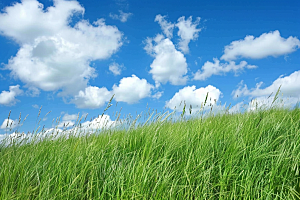 狗尾巴草清新夏天摄影图