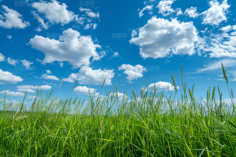 狗尾巴草自然蓝天白玉摄影图