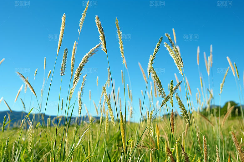 狗尾巴草草地田野摄影图