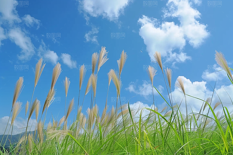 狗尾巴草草地夏天摄影图