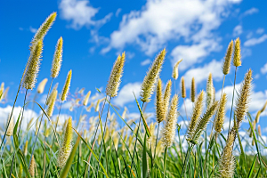 狗尾巴草草地夏季摄影图