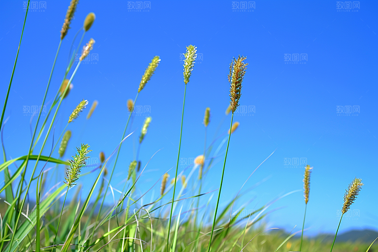 狗尾巴草蓝天白玉广阔摄影图