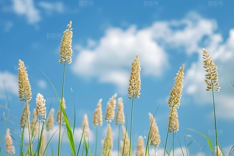 狗尾巴草草场夏天摄影图