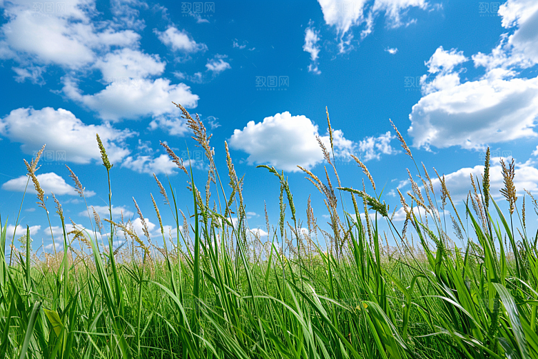 狗尾巴草草场清新摄影图