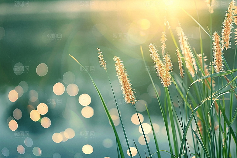 狗尾巴草夏天清新摄影图