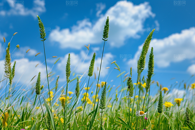 狗尾巴草夏季绿草摄影图