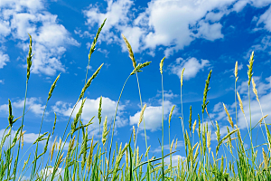 狗尾巴草夏天绿草摄影图