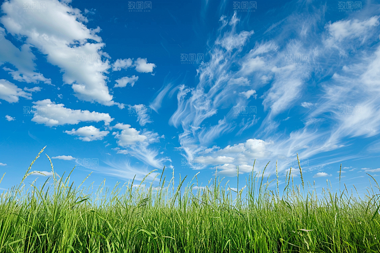 狗尾巴草青草夏季摄影图