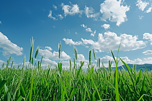 狗尾巴草清新夏季摄影图