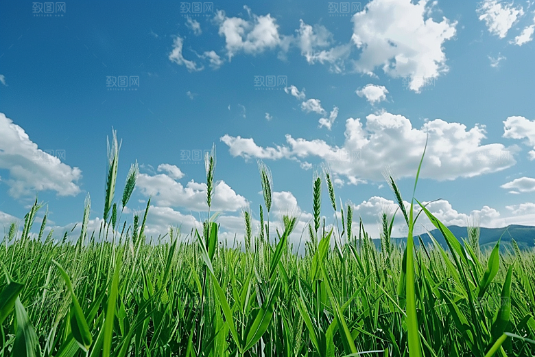 狗尾巴草清新夏季摄影图