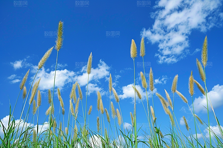 狗尾巴草草原夏天摄影图