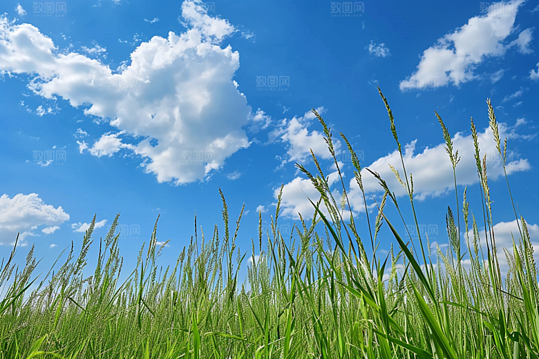 狗尾巴草草原绿草摄影图