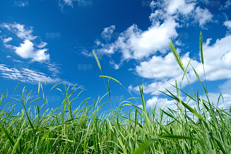 狗尾巴草夏天草原摄影图