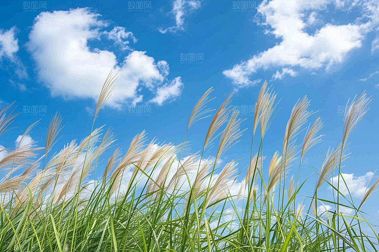 狗尾巴草青草自然摄影图