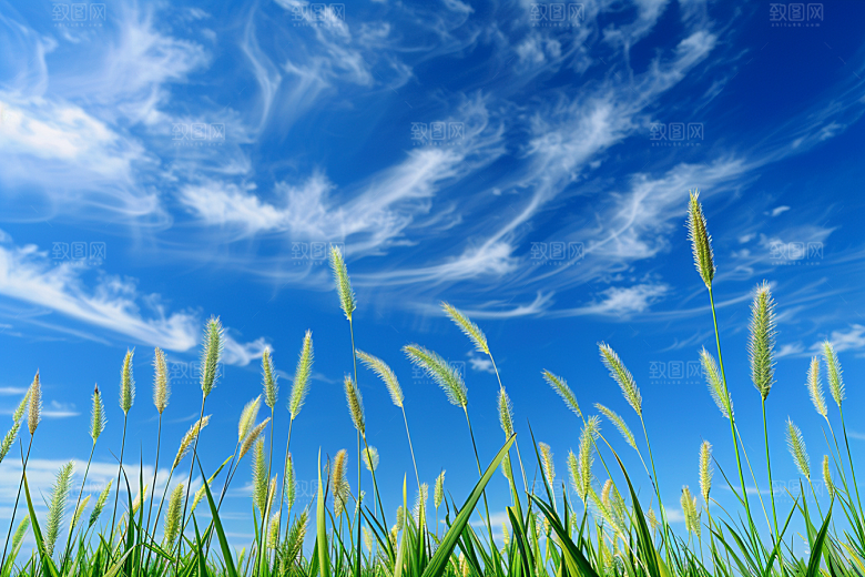 狗尾巴草高清夏季摄影图