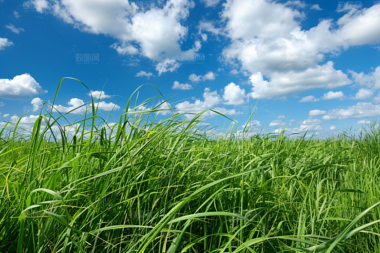 狗尾巴草青草高清摄影图