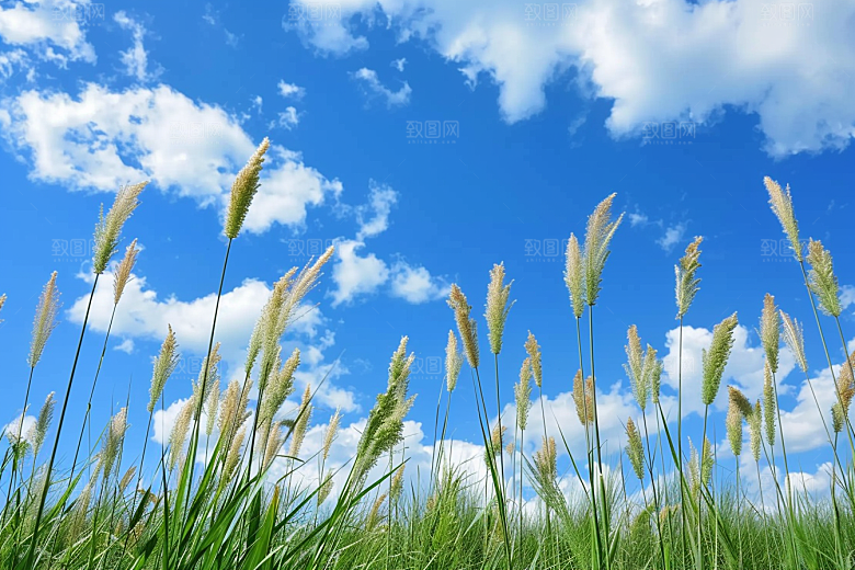 狗尾巴草夏天高清摄影图