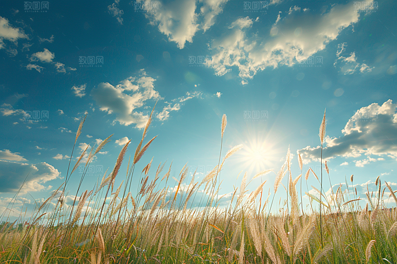 狗尾巴草高清夏天摄影图