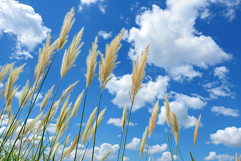 狗尾巴草夏天高清摄影图