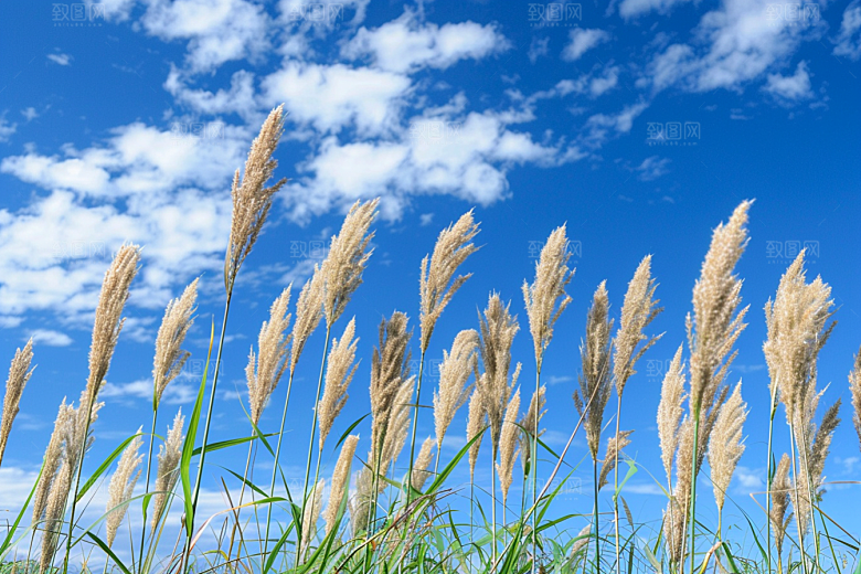 狗尾巴草夏天田野摄影图