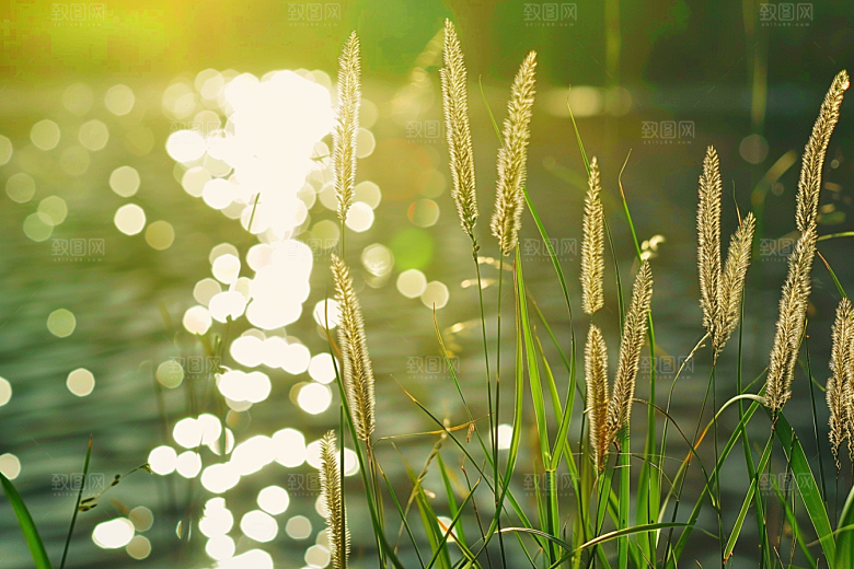 狗尾巴草夏季草场摄影图