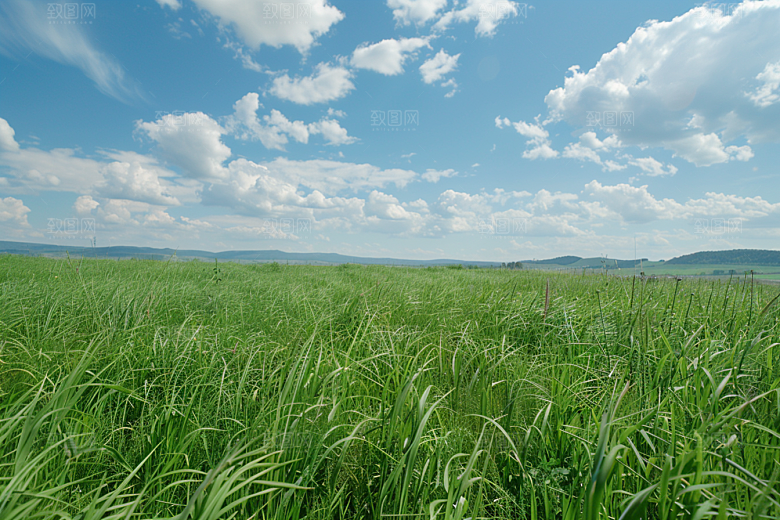 狗尾巴草高清绿色摄影图