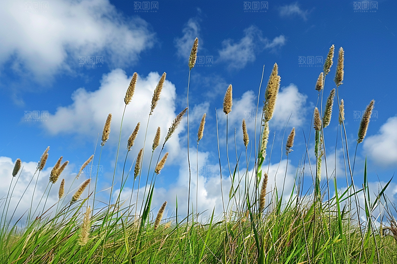 狗尾巴草田野草地摄影图