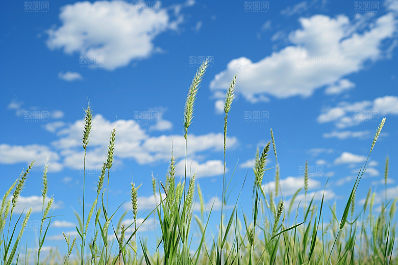 狗尾巴草清新夏季摄影图