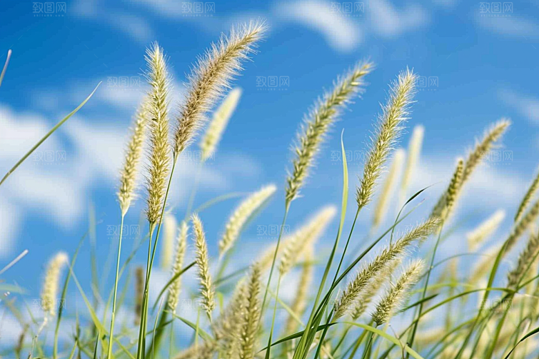 狗尾巴草清新夏季摄影图