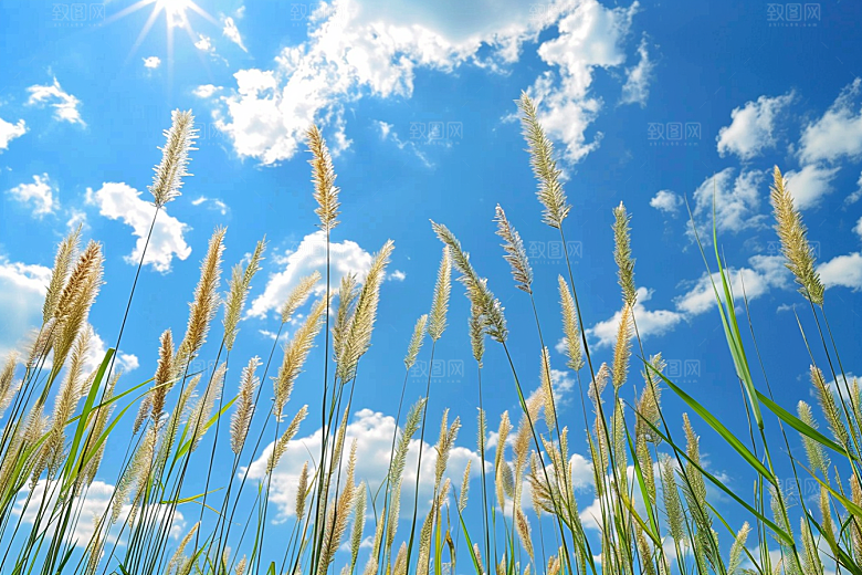 狗尾巴草蓝天白玉夏季摄影图