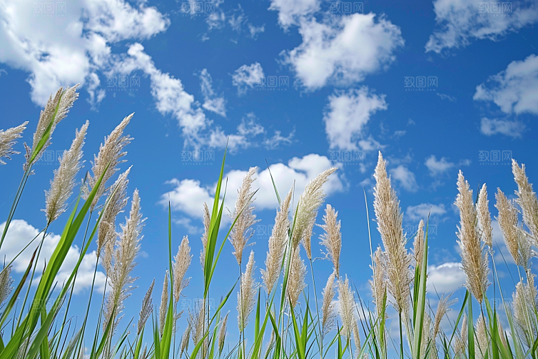 狗尾巴草夏季绿色摄影图