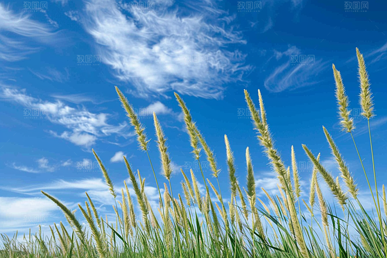 狗尾巴草草场夏季摄影图