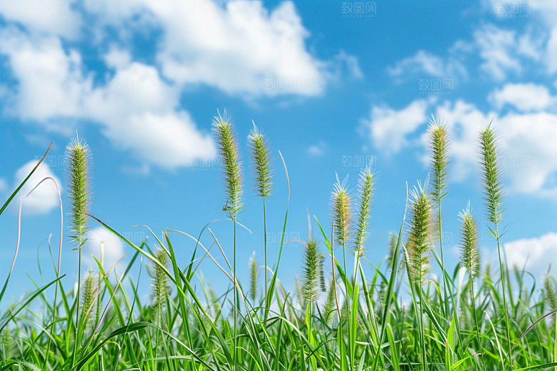 狗尾巴草草场夏天摄影图