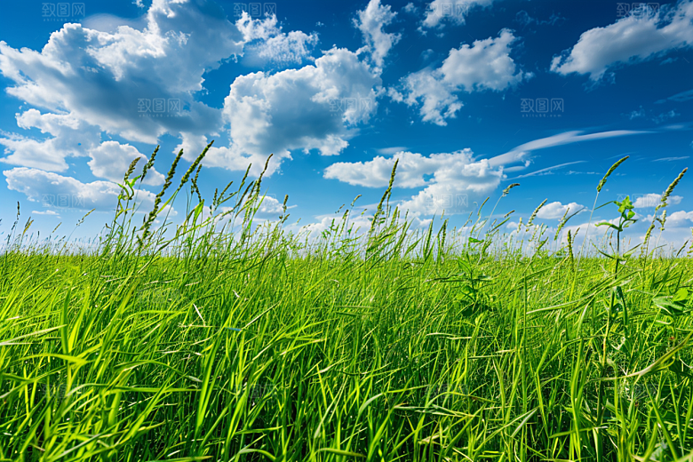 狗尾巴草青草夏季摄影图