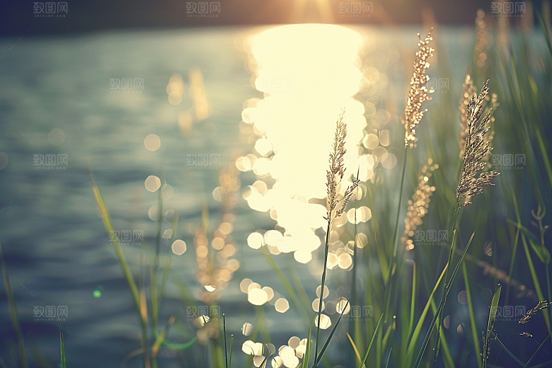 狗尾巴草夏天广阔摄影图