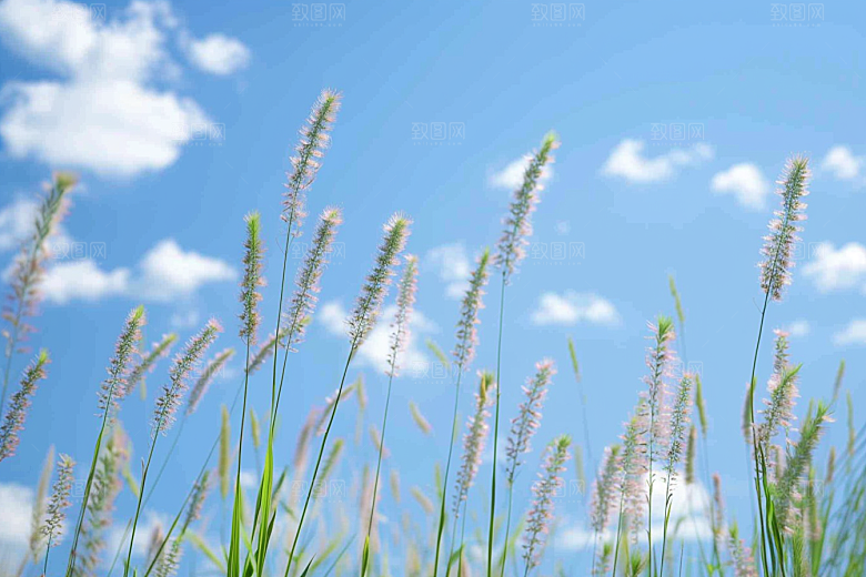 狗尾巴草草原蓝天白玉摄影图