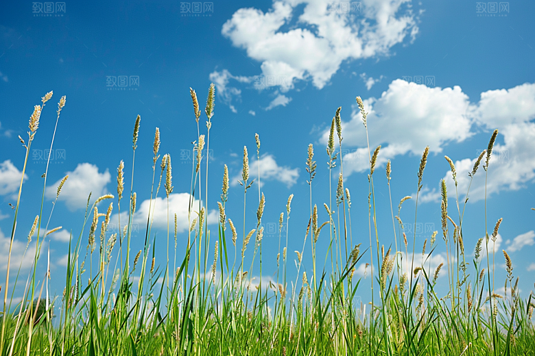 狗尾巴草夏季夏天摄影图