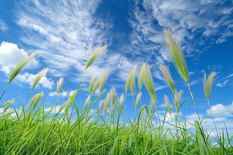 狗尾巴草夏季草原摄影图