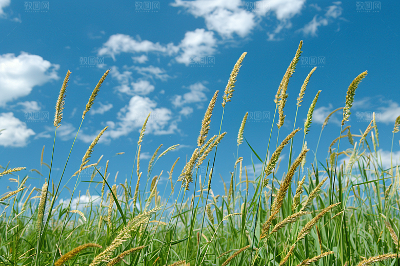 狗尾巴草绿草夏季摄影图