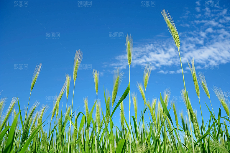 狗尾巴草高清草地摄影图