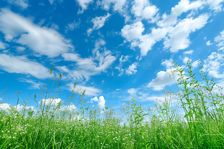 狗尾巴草草原夏天摄影图