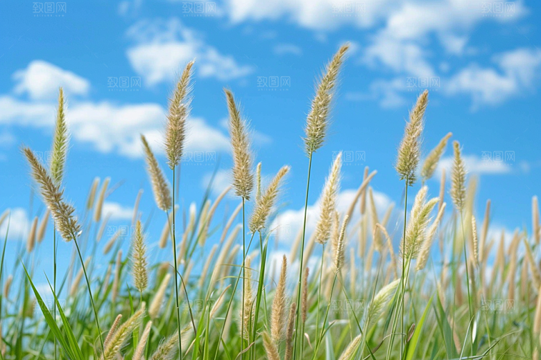 狗尾巴草绿草草地摄影图